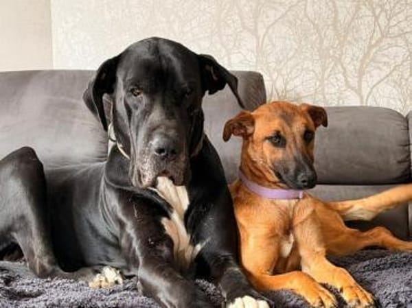 Lili sucht ihr Zuhause