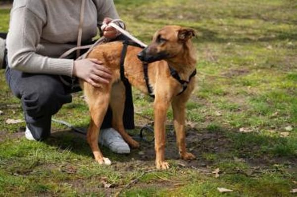 Lili sucht ihr Zuhause
