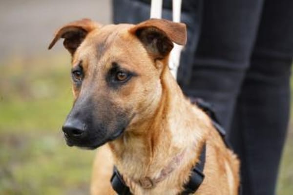 Lili sucht ihr Zuhause