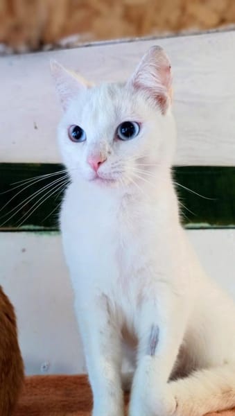 Sanfte zurückhaltende Yuki sucht Zuhause