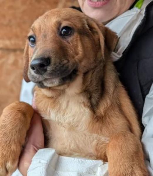 Welpe Aury in 25704 Meldorf (SLH)