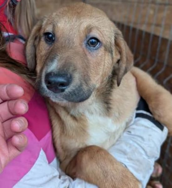 Welpe Aury in 25704 Meldorf (SLH)