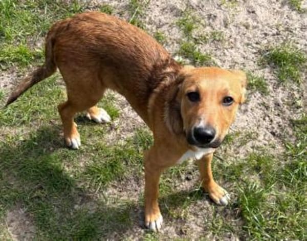 Welpe Aury in 25704 Meldorf (SLH)