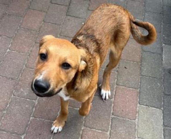 Welpe Aury in 25704 Meldorf (SLH)