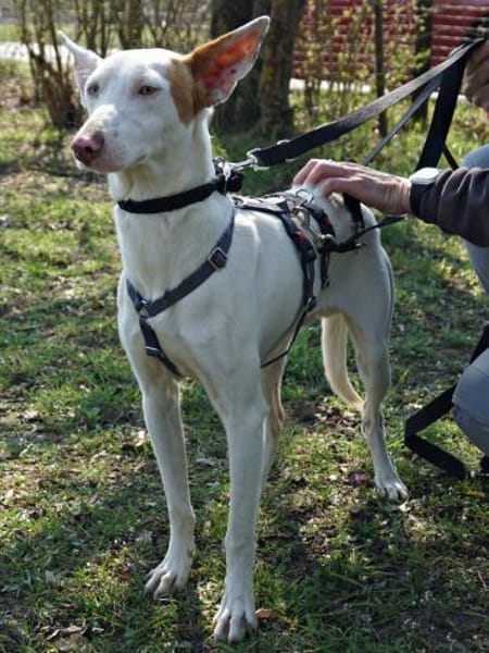 Bombon, neugierig, zutraulich,freundlich