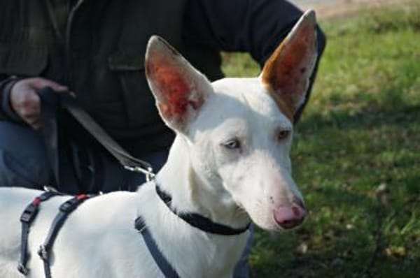 Bombon, neugierig, zutraulich,freundlich