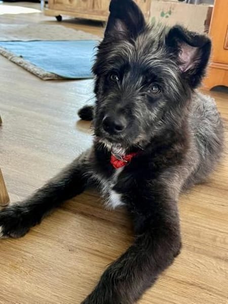 Samson, neugierig, agil, verspielt