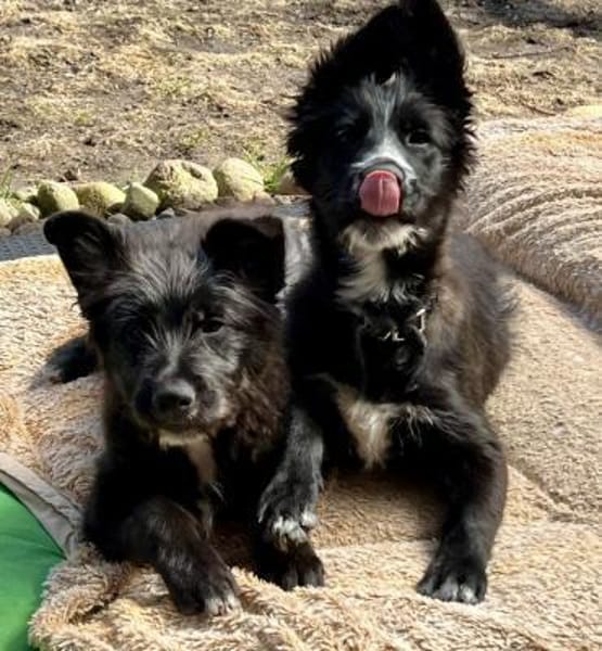 Samson, neugierig, agil, verspielt