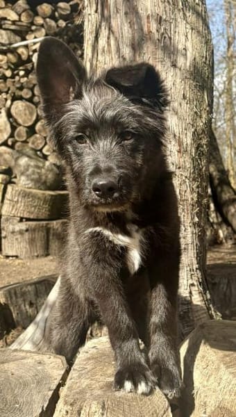 Samson, neugierig, agil, verspielt