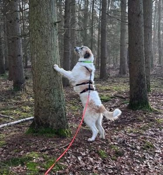 Fussel, kinderlieb, lernwillig, offen