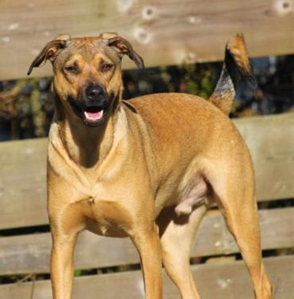 Campo auf Pflegestelle in Hessen