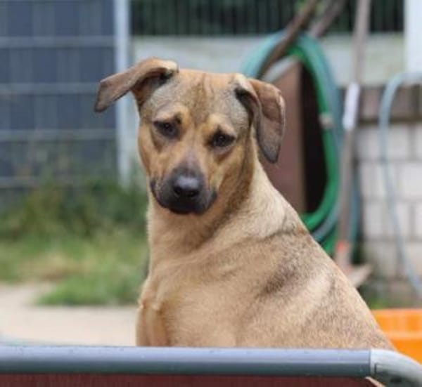 Campo auf Pflegestelle in Hessen