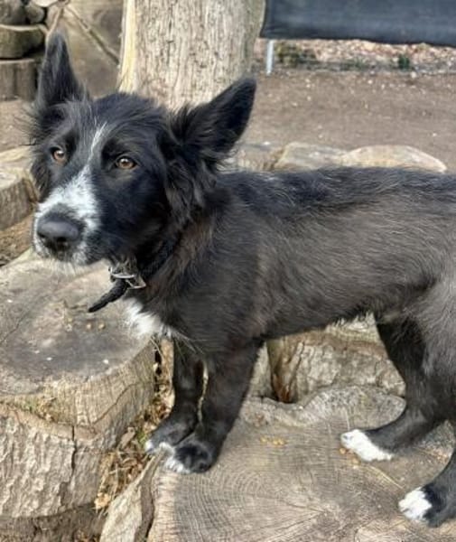 Rocco, agil, verspielt, lerrnwillig