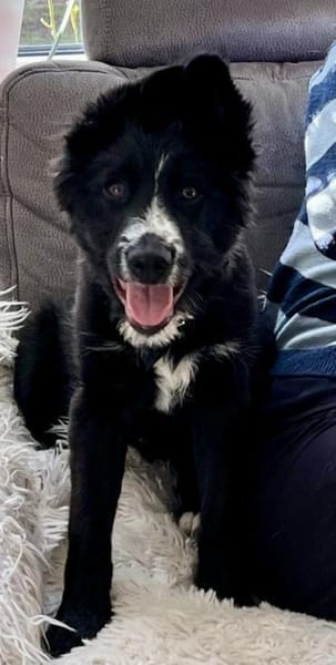 Rocco, agil, verspielt, lerrnwillig