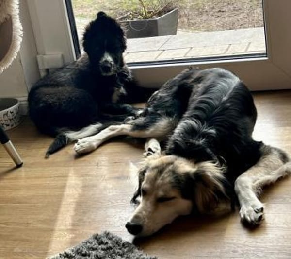 Rocco, agil, verspielt, lerrnwillig