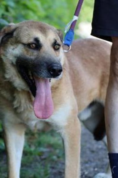 Dakom - freundlicher Rüde