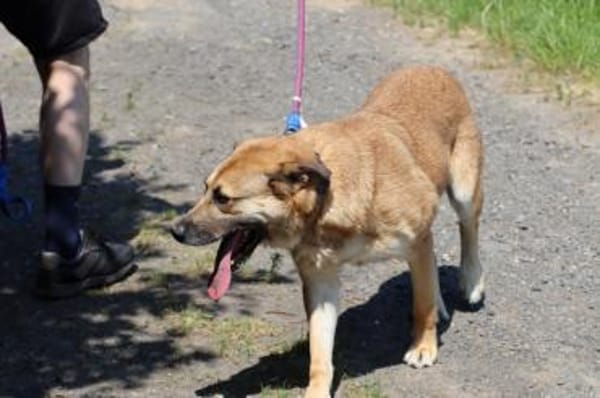 Dakom - freundlicher Rüde