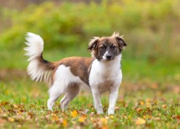 Freundliche Miya sucht ihre Menschen