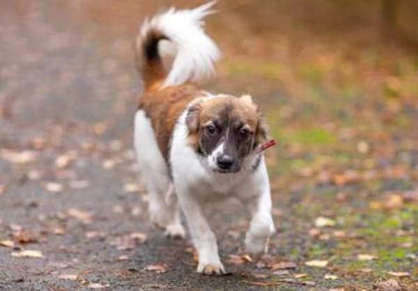 Freundliche Miya sucht ihre Menschen