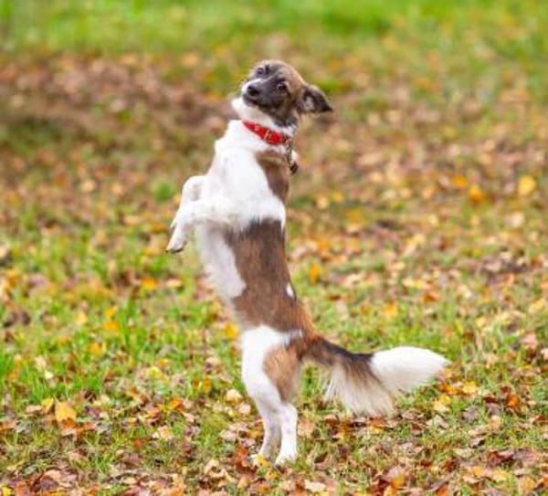 Freundliche Miya sucht ihre Menschen
