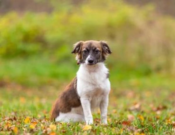 Freundliche Miya sucht ihre Menschen