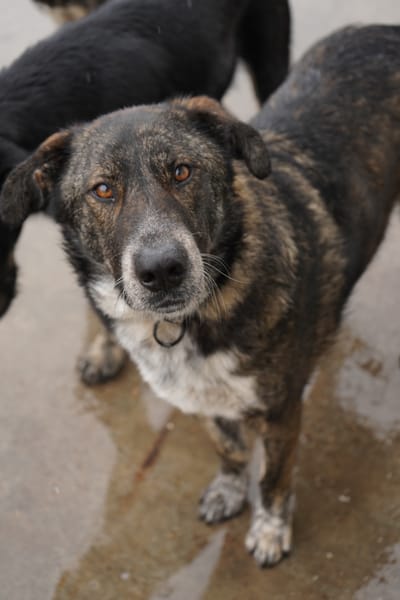 Verschmuster Rüde RUDY sucht ein Zuhause