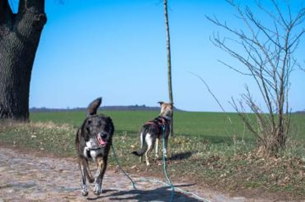 Verschmuster Rüde RUDY sucht ein Zuhause