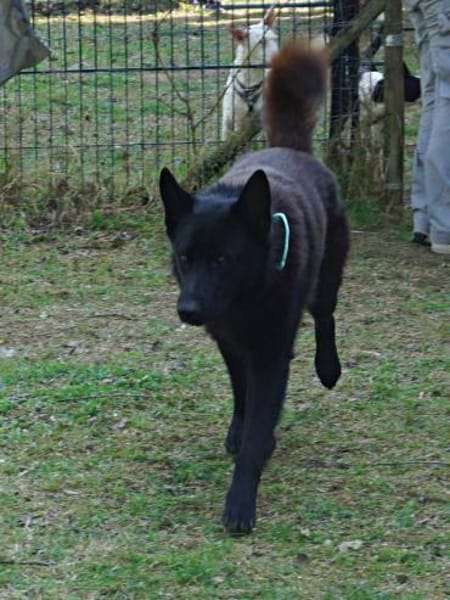 Lobo, sehr sozial, nett, menschenbezogen