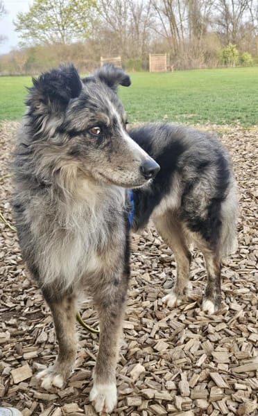 Duque, besonnen und eher ruhig