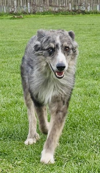 Duque, besonnen und eher ruhig