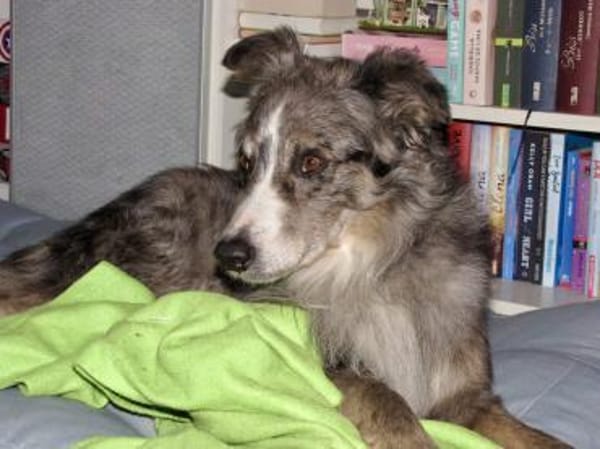 Duque, besonnen und eher ruhig