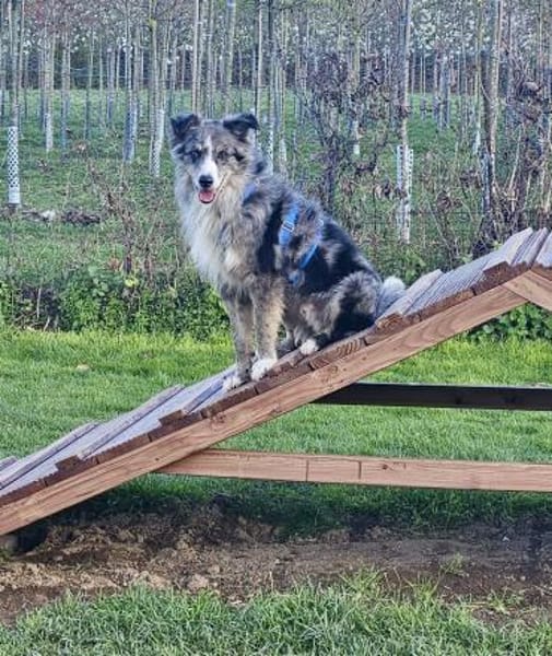 Duque, besonnen und eher ruhig