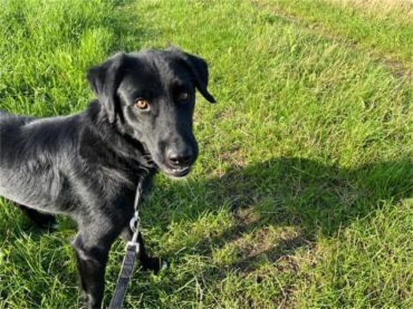 Amor - wartet in 91083 Baiersdorf