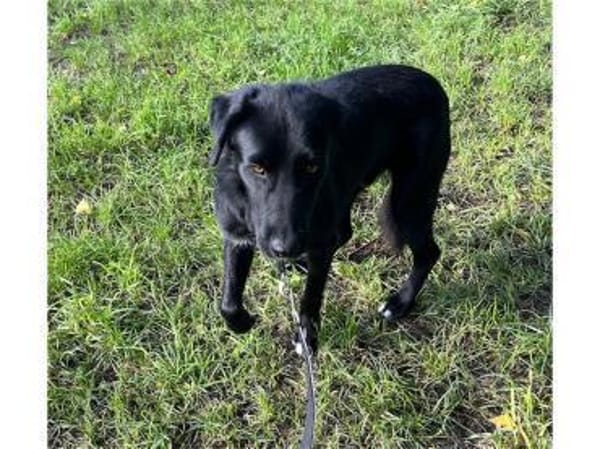 Amor - wartet in 91083 Baiersdorf