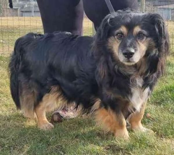 Buddy, ein toller Rüde sucht Zuhause