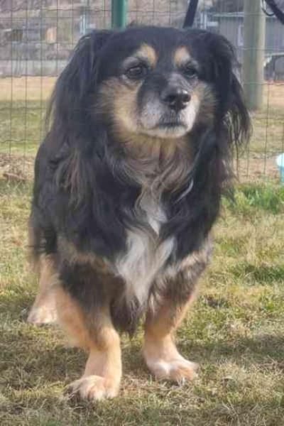 Buddy, ein toller Rüde sucht Zuhause