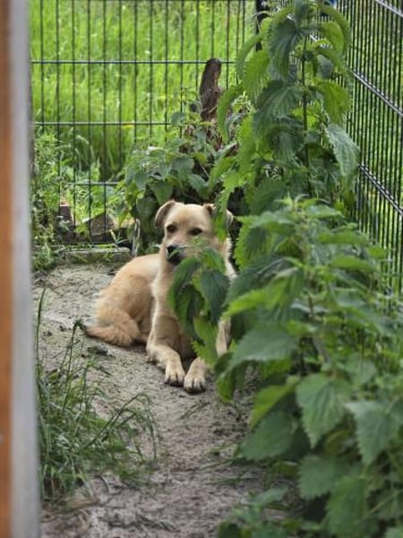 Milow - wunderschöner ruhiger Rüde