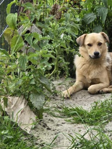 Milow - wunderschöner ruhiger Rüde