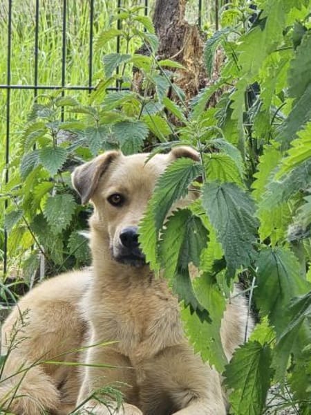 Milow - wunderschöner ruhiger Rüde
