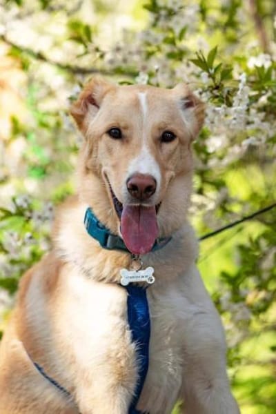 Toller Altaj sucht liebevolles Zuhause