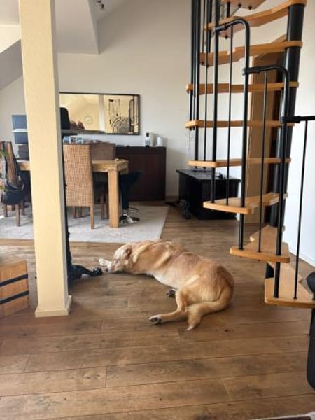 Toller Altaj sucht liebevolles Zuhause