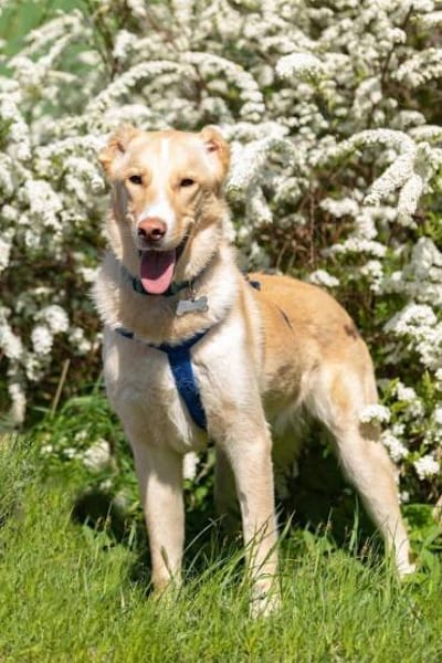 Toller Altaj sucht liebevolles Zuhause