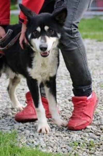 ❤Ken - zutraulich u. sehr verträglich