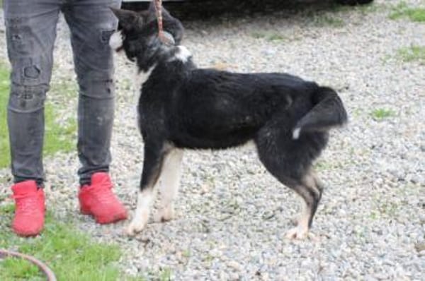 ❤Ken - zutraulich u. sehr verträglich