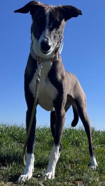 Amara die Zaubermaus / in 82284