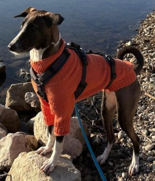 Amara die Zaubermaus / in 82284