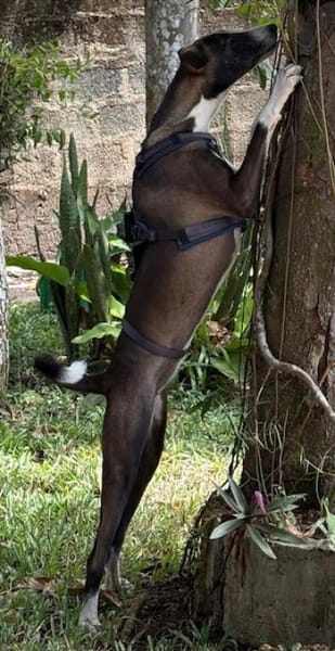 Amara die Zaubermaus / in 82284