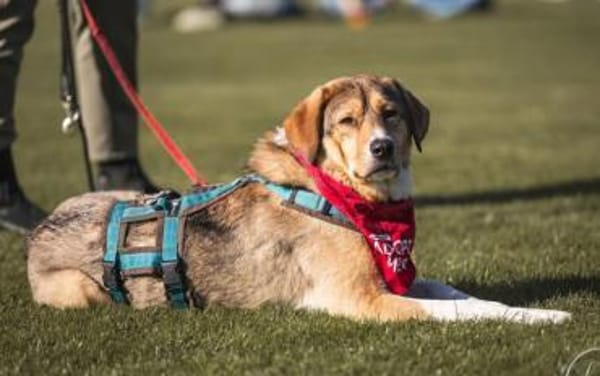 Marlin sucht seine Menschen