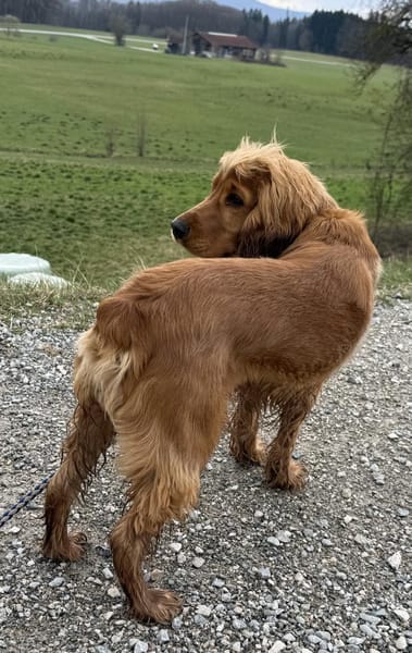 Bagle sucht seine Menschen in Bayern
