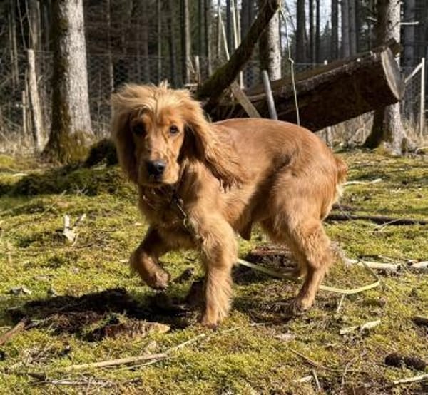 Bagle sucht seine Menschen in Bayern